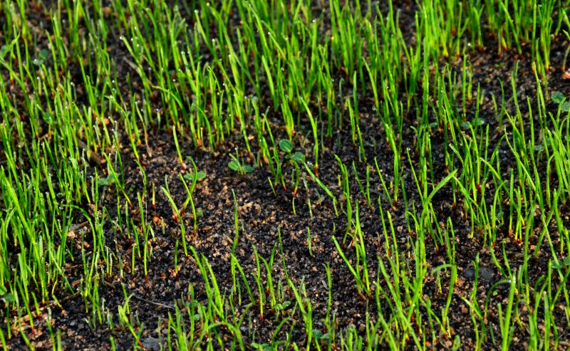 Seed and Sodding Options