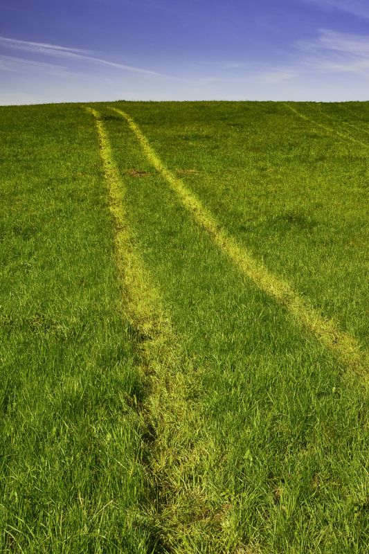 Damaged Lawn Surface
